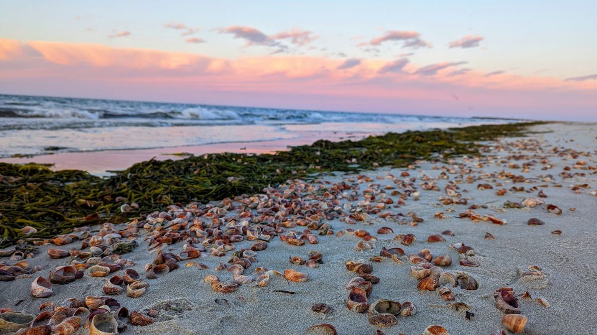 Seagull Beach Sea Shells